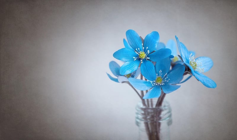 Plantable Gifts